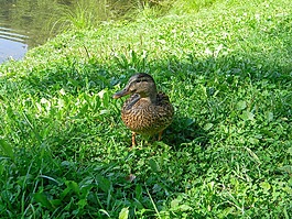 鴨,鳥,湖