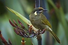 動物,動物攝影,鳥