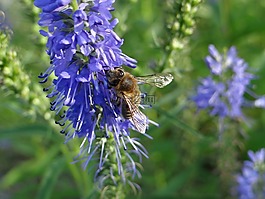 花,藍色,折扣花