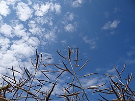 植物,天空,云