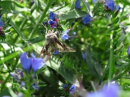花,藍色,折扣花