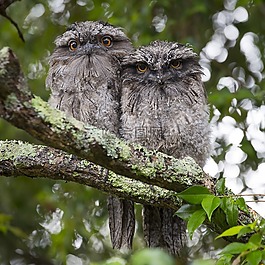動物攝影,動物,鳥