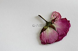 玫瑰,干花,開花