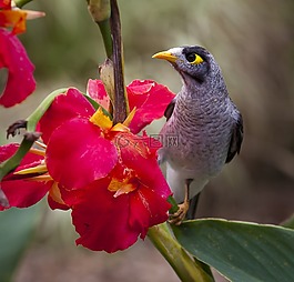 鳥,盛開,開花