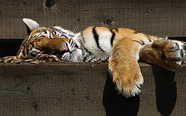 虎,睡眠,動物園