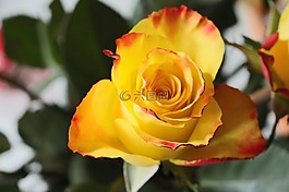 玫瑰,黃色,花