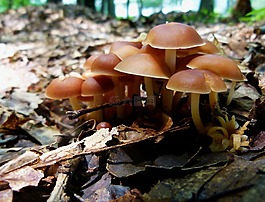 蘑菇,菌類,森林