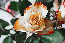玫瑰,黃色,花