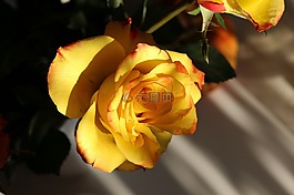 玫瑰,黃色,花