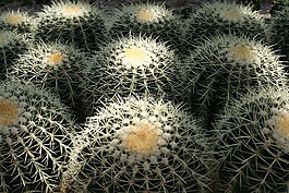 仙人掌,植物園,濟州島