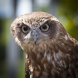 動物,動物攝影,鳥