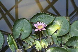 濟(jì)州島,蓮花,植物園