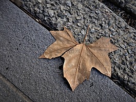 葉,秋,行人路