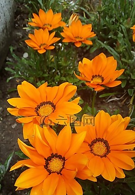 花,橙,花園