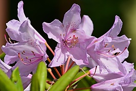 鲜花,入户花园,福禄考