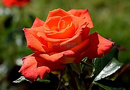 玫瑰,紅色,開花