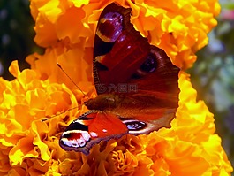 蝴蝶,棕色,毛茸茸