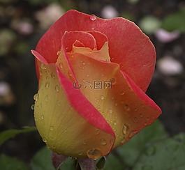 玫瑰,花園,花的
