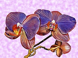 蘭花,花卉,紫色