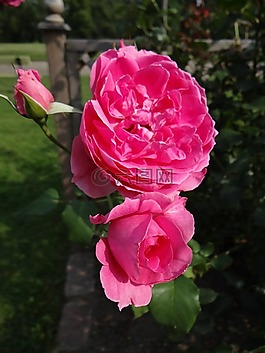 玫瑰,花,粉色