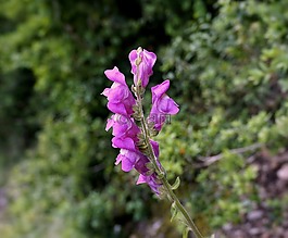 鮮花,玫瑰,性質(zhì)