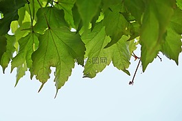 藤葉,葉子,登山者
