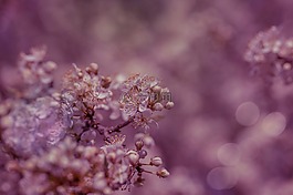 鮮花,果樹,血梅