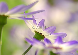 senetti,灰花,鲜花
