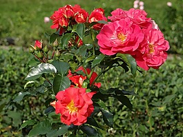 玫瑰,花,紅色