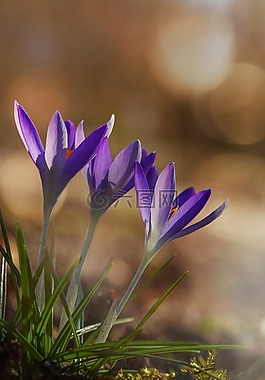 藏紅花,春天,花