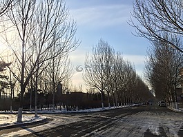 雪地,大學,樹林