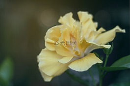 盛開,開花,特寫