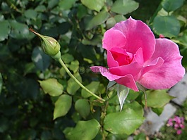 玫瑰,花,粉色