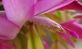 花,室內(nèi),仙人掌