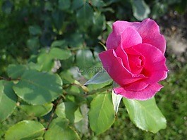 玫瑰,花,粉色