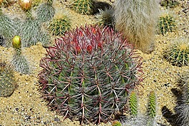 仙人掌,球仙人掌,鲜花