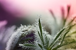 叶子,白头翁,露珠