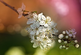 obstblueten,鮮花,春天