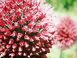 粉紅色,鮮花,宏