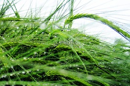 谷物,雨,字段