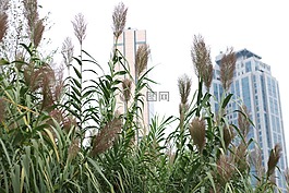 里德,建筑,秋季
