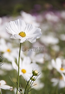 盛開,開花,特寫