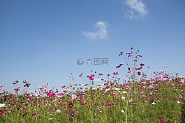 盛開,開花,植物區(qū)系