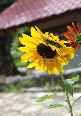 雛菊,花,黃色