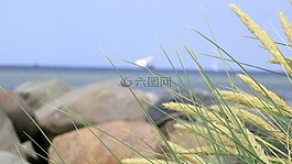 草,聚焦,癖