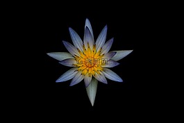 盛開(kāi),開(kāi)花,植物區(qū)系