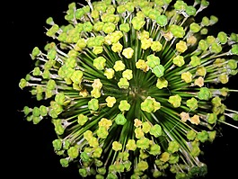 觀賞蔥,花,鮮花