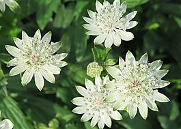 白,鮮花,花園