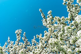 藍色,天空,白
