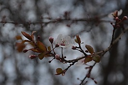 花卉,植物,樹